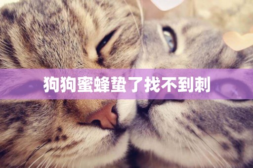 狗狗蜜蜂蟄了找不到刺