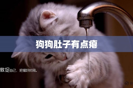 狗狗肚子有點癟