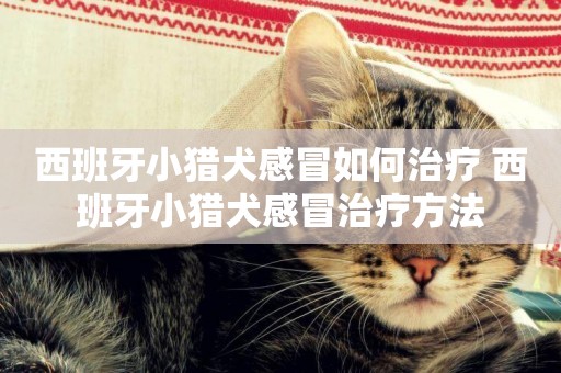 西班牙小獵犬感冒如何治療 西班牙小獵犬感冒治療方法