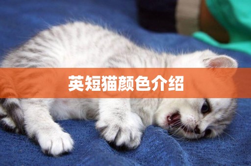 英短貓顏色介紹