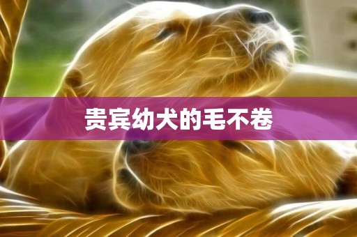 貴賓幼犬的毛不卷