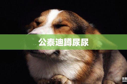 公泰迪蹲尿尿
