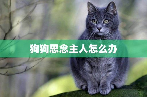 狗狗思念主人怎么辦