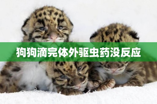 狗狗滴完體外驅蟲藥沒反應
