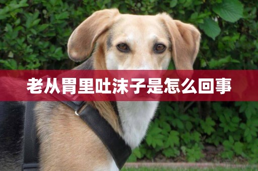 老從胃里吐沫子是怎么回事
