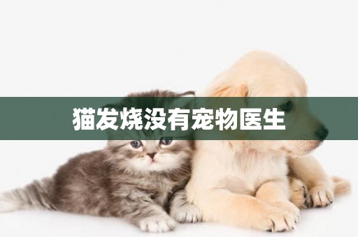 貓發燒沒有寵物醫生