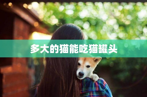 多大的貓能吃貓罐頭