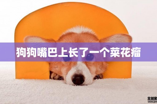 狗狗嘴巴上長了一個菜花瘤