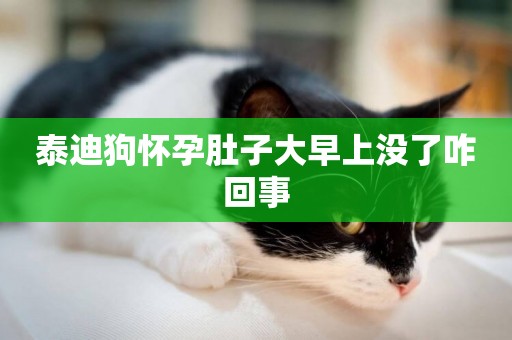 泰迪狗懷孕肚子大早上沒了咋回事