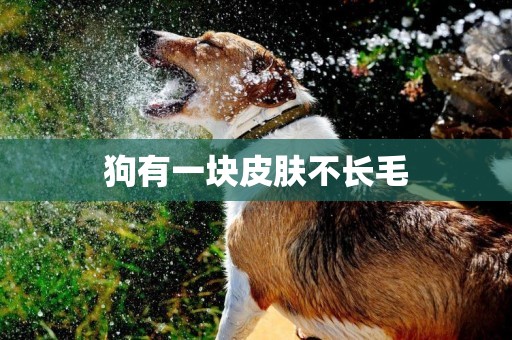 狗有一塊皮膚不長毛