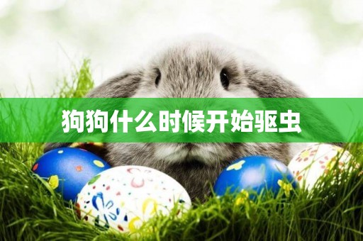 狗狗什么時候開始驅蟲