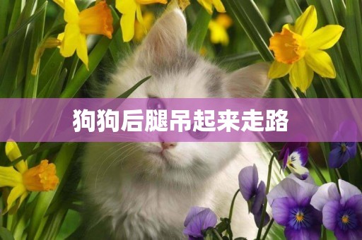 狗狗后腿吊起來走路
