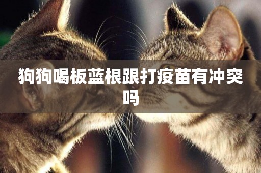 狗狗喝板藍根跟打疫苗有沖突嗎