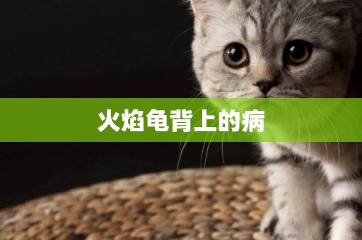 火焰龜背上的病