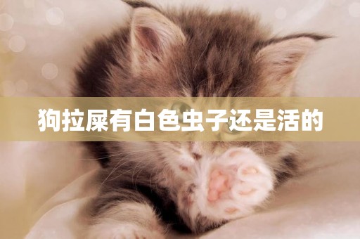 狗拉屎有白色蟲子還是活的