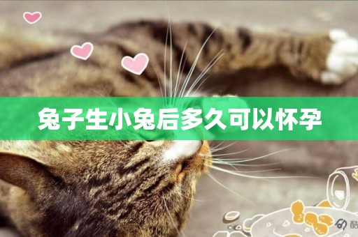 兔子生小兔后多久可以懷孕