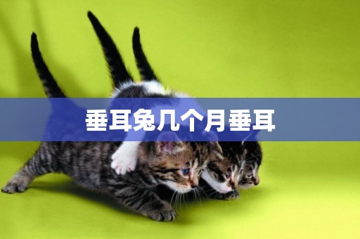 垂耳兔幾個月垂耳
