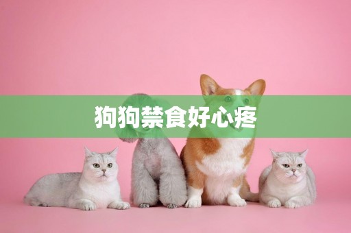 狗狗禁食好心疼