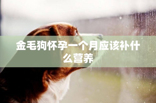 金毛狗懷孕一個月應該補什么營養
