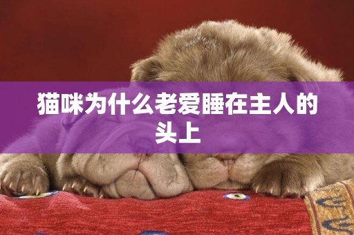 貓咪為什么老愛睡在主人的頭上