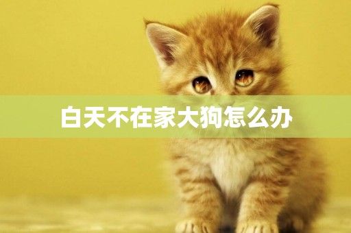 白天不在家大狗怎么辦