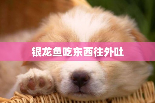 銀龍魚吃東西往外吐