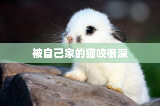 被自己家的貓咬很深