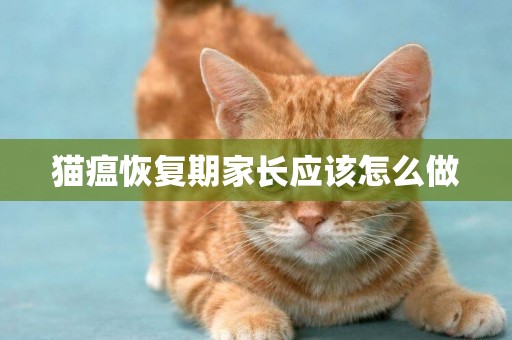 貓瘟恢復期家長應該怎么做