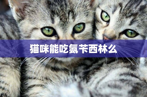 貓咪能吃氨芐西林么