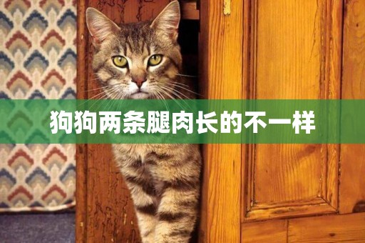 狗狗兩條腿肉長的不一樣