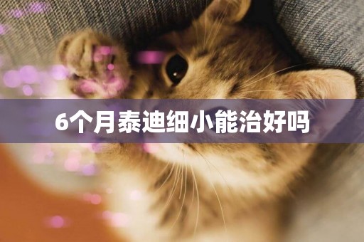 6個月泰迪細小能治好嗎