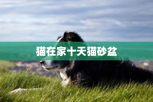 貓在家十天貓砂盆