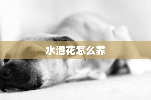 水泡花怎么養