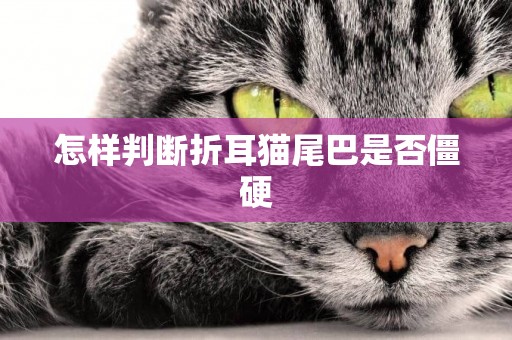 怎樣判斷折耳貓尾巴是否僵硬