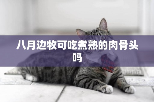 八月邊牧可吃煮熟的肉骨頭嗎