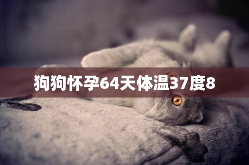 狗狗懷孕64天體溫37度8