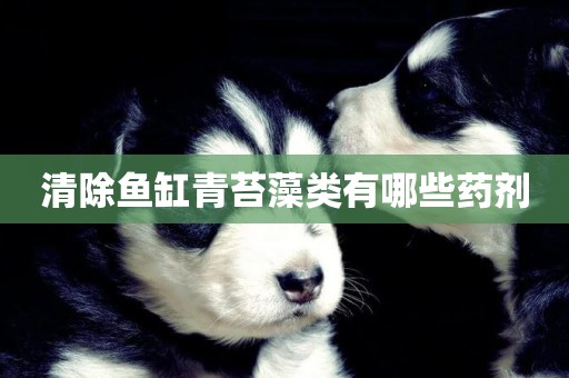 清除魚缸青苔藻類有哪些藥劑