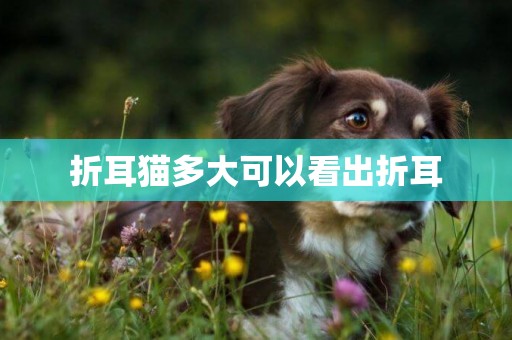 折耳貓多大可以看出折耳