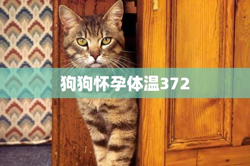 狗狗懷孕體溫372