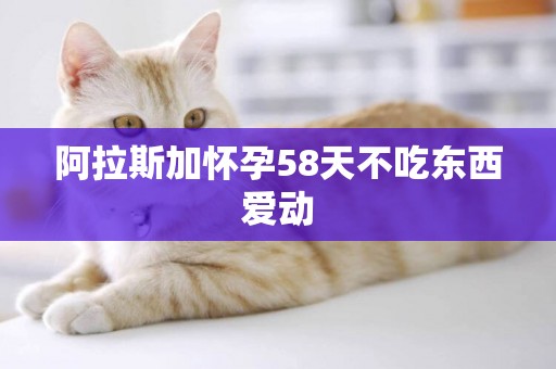 阿拉斯加懷孕58天不吃東西愛動