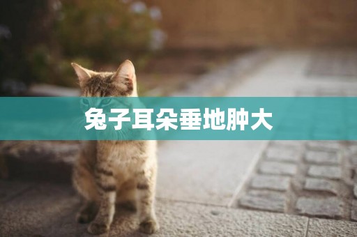 兔子耳朵垂地腫大