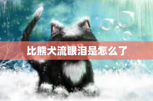 比熊犬流眼淚是怎么了