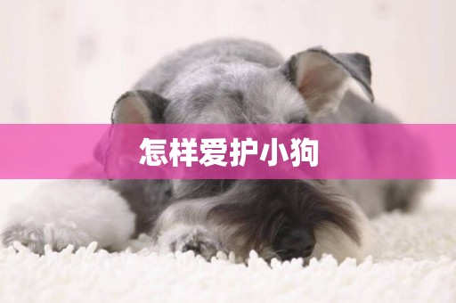 怎樣愛護小狗