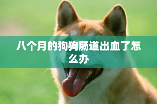 八個月的狗狗腸道出血了怎么辦