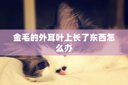 金毛的外耳葉上長了東西怎么辦