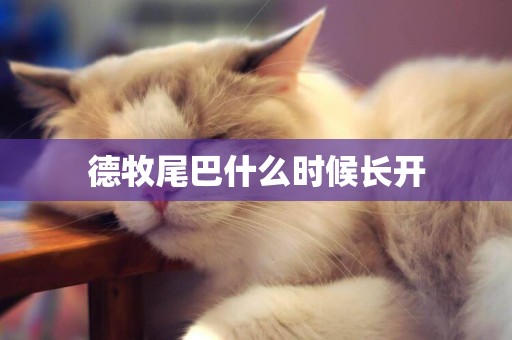 德牧尾巴什么時候長開