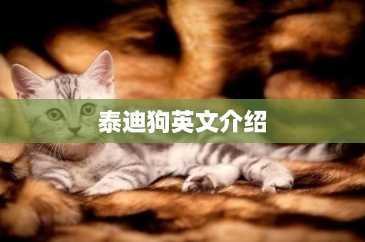 泰迪狗英文介紹