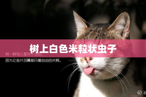 樹上白色米粒狀蟲子