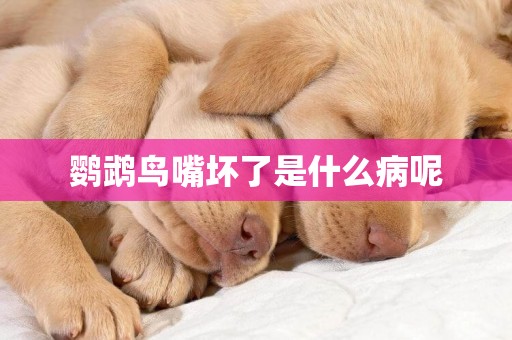 鸚鵡鳥嘴壞了是什么病呢