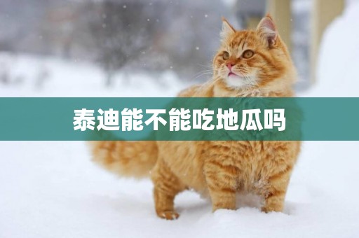 泰迪能不能吃地瓜嗎